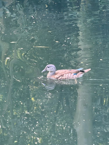 iNaturalist image