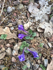 Scutellaria tuberosa