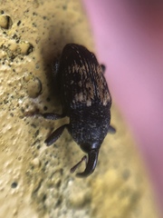 Glyptobaris lecontei