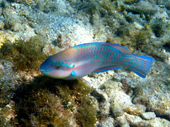 Striped Parrotfish photo 3