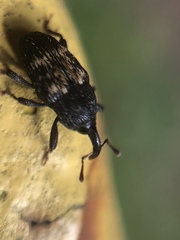 Glyptobaris lecontei