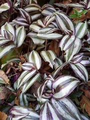 Tradescantia zebrina zebrina