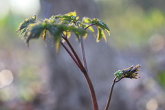 Actaea pachypoda