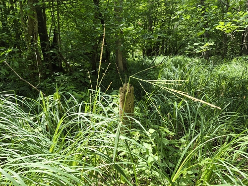 Glyceria septentrionalis observed 2026-07-24