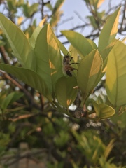 Apis mellifera