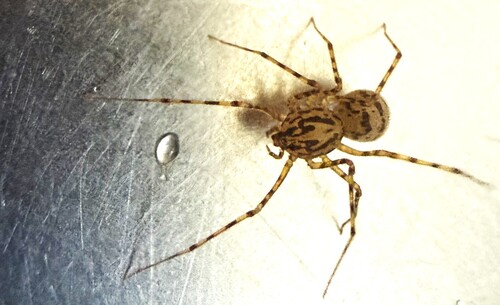 Common Spitting Spider, Scherpenzeel, Nederland, photo 7 of 10