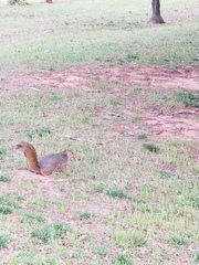 Sciurus niger