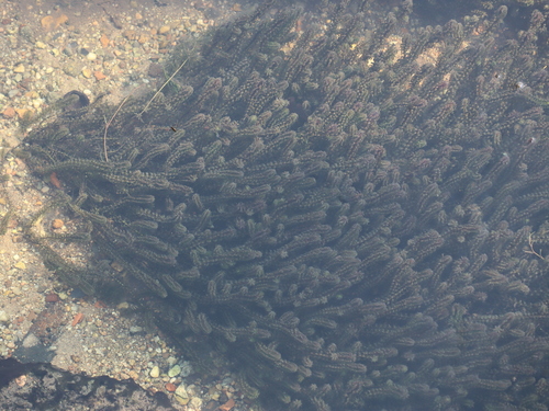 Lagarosiphon major, photograph 2