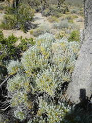 Tetradymia
