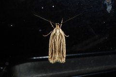 Agonopterix umbellana