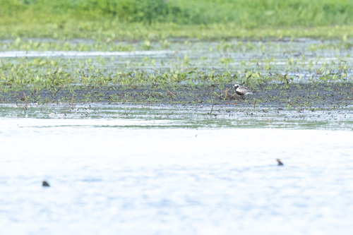 iNaturalist image