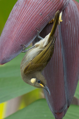 Microptilotis imitatrix