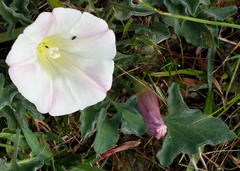 Calystegia collina