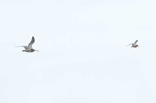 iNaturalist image