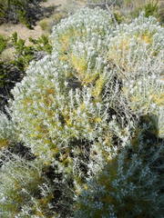 Tetradymia