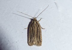 Agonopterix umbellana