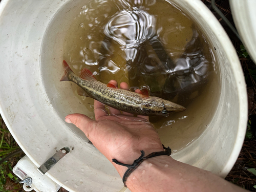 Redfin Pickerel