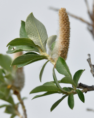Salix alaxensis, photograph (c) Fyodor Pudovikov, some rights reserved (CC BY)