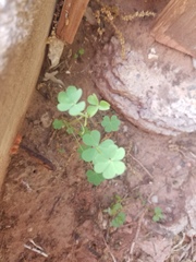 Pseudopeziza trifolii