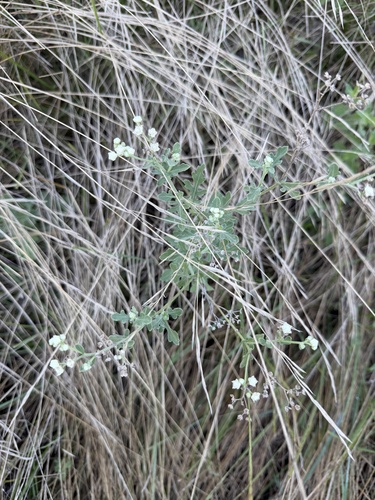 Gray's feverfew