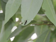 Ichthyurus nigripennis