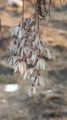 Dendrobium microbulbon