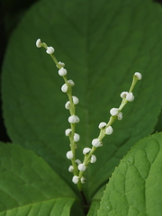 Chloranthus serratus