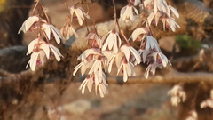 Dendrobium microbulbon