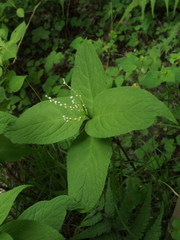 Chloranthus serratus
