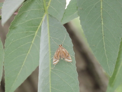 Eoophyla conjunctalis