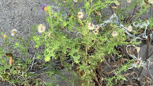 Tahoka daisy