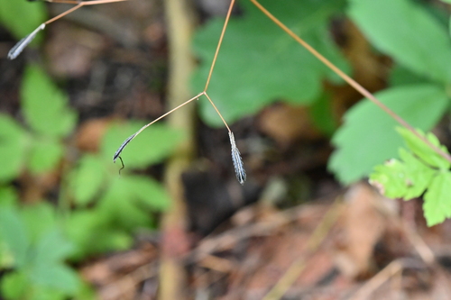 Osmorhiza depauperata, 2026-07-24