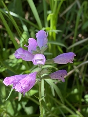 Physostegia intermedia