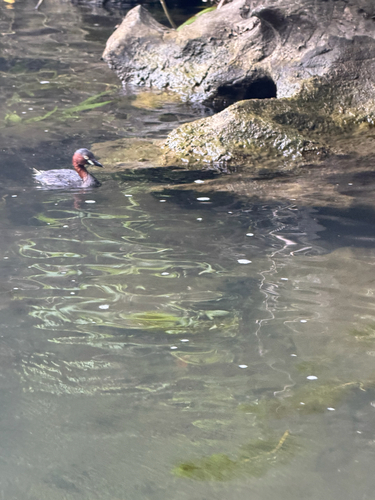 iNaturalist: (c) harrisonmcd04, some rights reserved (CC BY-NC) iNaturalist image