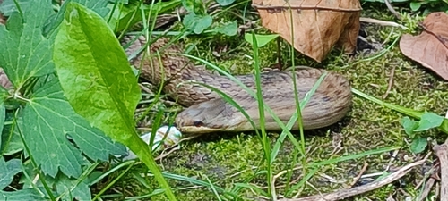 Smooth Snake