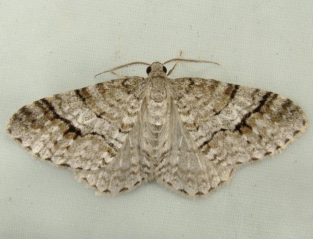 Venusia