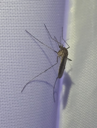 Winter Marsh Mosquito