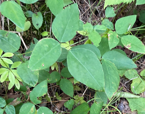 American hog-peanut