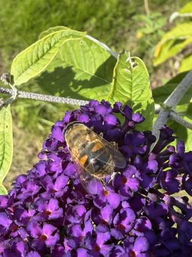 Common Drone Fly
