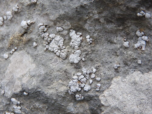 Placocarpus schaereri