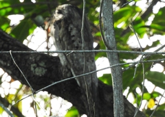 Nyctibius jamaicensis