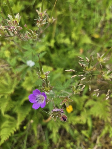 wood crane's-bill