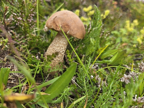 Brown Birch-bolete