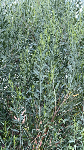 willow baccharis