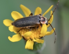 Atalantycha dentigera