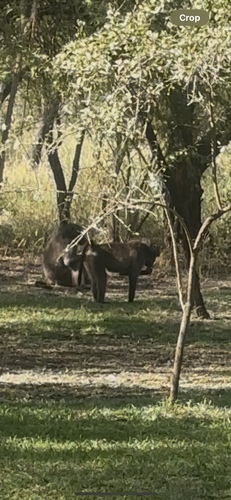 Chacma Baboon