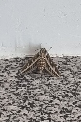 Striped Hawkmoth