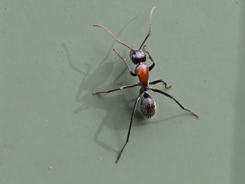 Camponotus ephippium
