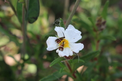 Adela australis
