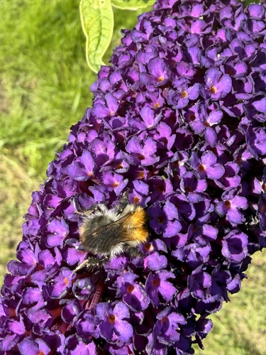 Common Carder Bumble Bee